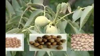 国产葡萄的种植技术视频,国产葡萄种植技术要点解析