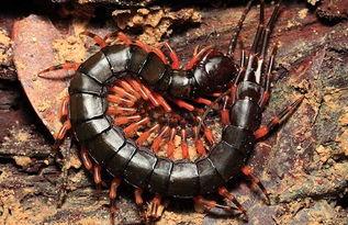 国产蜈蚣养殖骗局视频,揭秘背后真相与受害者心声