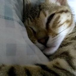 柚子猫视频在线观看国产,柚子猫视频，带你领略国产动画魅力