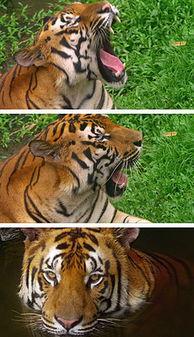 国产老虎沙雕视频,萌态可掬，笑料百出