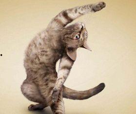 国产猫 美国猫打架视频,一场跨洋的喵星人大战