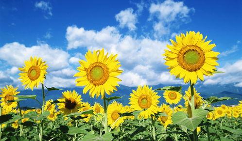 国产向日葵好养吗视频,轻松养出美丽花朵