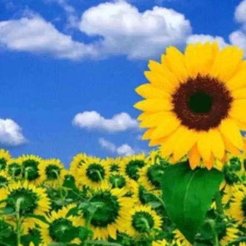 国产向日葵好养吗视频,轻松养出美丽花朵