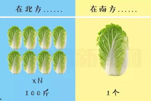 白菜国产贴纸视频,创意无限，展现中国元素魅力