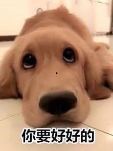 国产dom窒息母狗在线播放视频,揭秘dom窒息母狗事件背后的黑暗真相