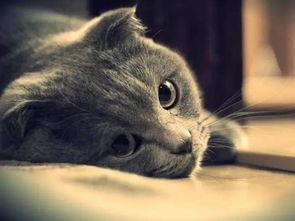 猫咪视频国产传媒高清