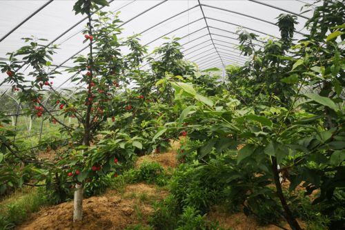 国产车厘子种植视频  第2张