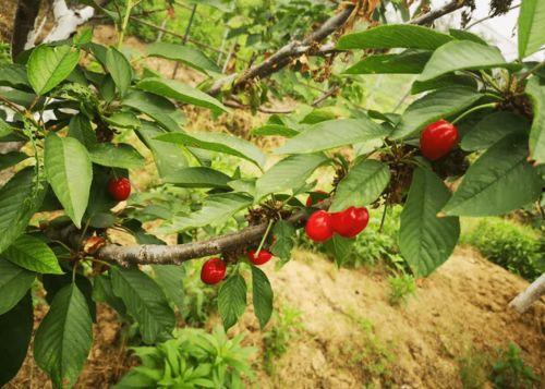 国产车厘子种植视频  第3张