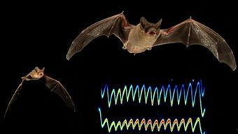 国产蝙蝠视频网站在线观看,在线畅享独特视听盛宴  第2张
