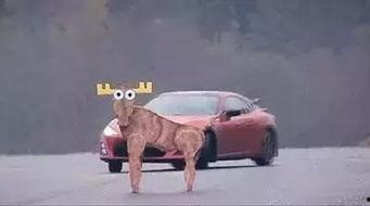 国产自由光麋鹿测试视频,挑战极限，性能解析