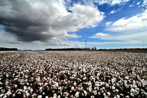 国产九九视频99热  第2张